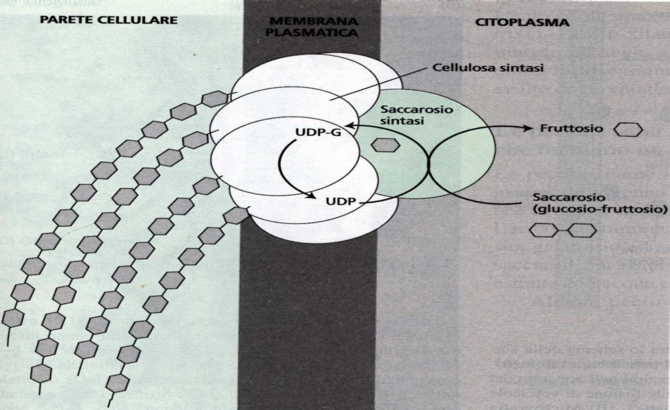 Ciascuna rosetta contiene molte unità di cellulosa sintasi UDP-glucosio è la forma attivata del glucosio usata dalla cellulosa sintasi UDP-glucosio