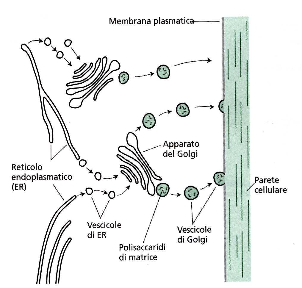 I polimeri della matrice vengono sintetizzati nel Golgi e secreti in