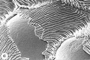 La parete cellulare è ricoperta di lipidi Suberina, cere, cutina: una varietà di lipidi sono associati