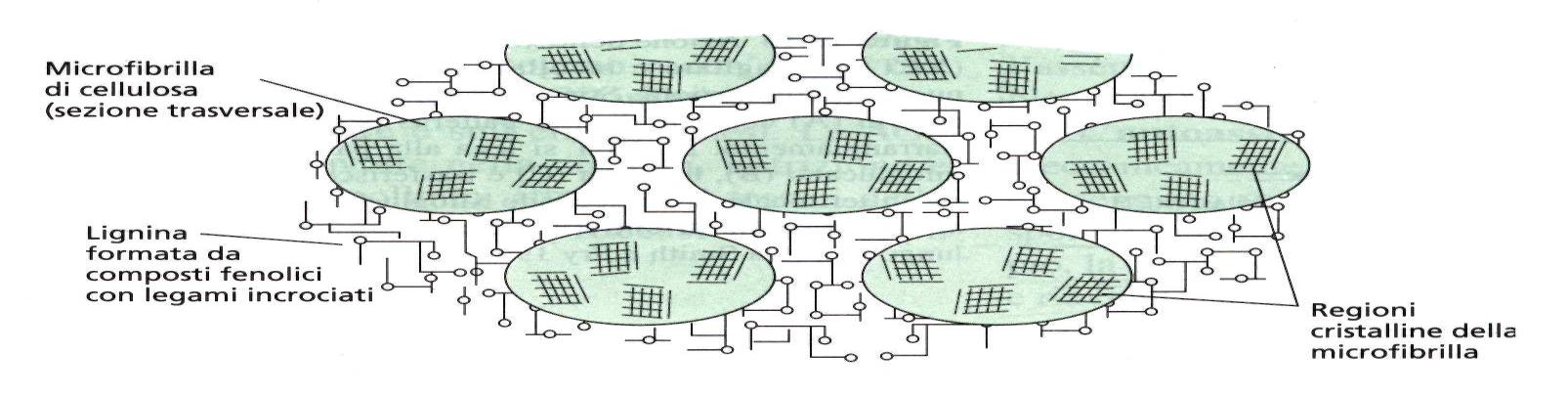 La sintesi di lignina elimina H 2 O dalla parete e forma una trama