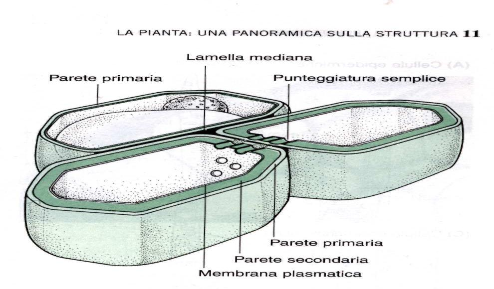 3. Anatomia della parete cellulare vegetale Lamella mediana: Strato più esterno unisce cellule adiacenti, prevenendo possibili migrazioni cellulari Composta principalmente da pectine lo sviluppo