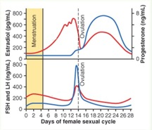 Ormoni ovarici: alcuni aspetti fisiologici: a)quali sono le caratteristiche molecolari che permettono di distinguere estrogeni dal progesterone?