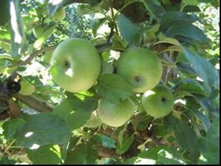 . Ancora più antiche sono le testimonianze, in Francia, sulle varietà di Pomme de Fer (Leroy, 879).
