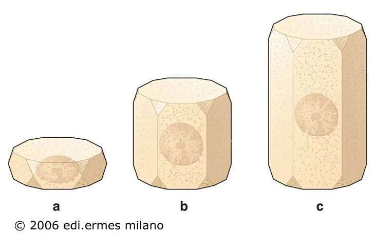 classificazione In base al numero degli strati di cellule che lo compongono l epitelio può essere: semplice composto Se