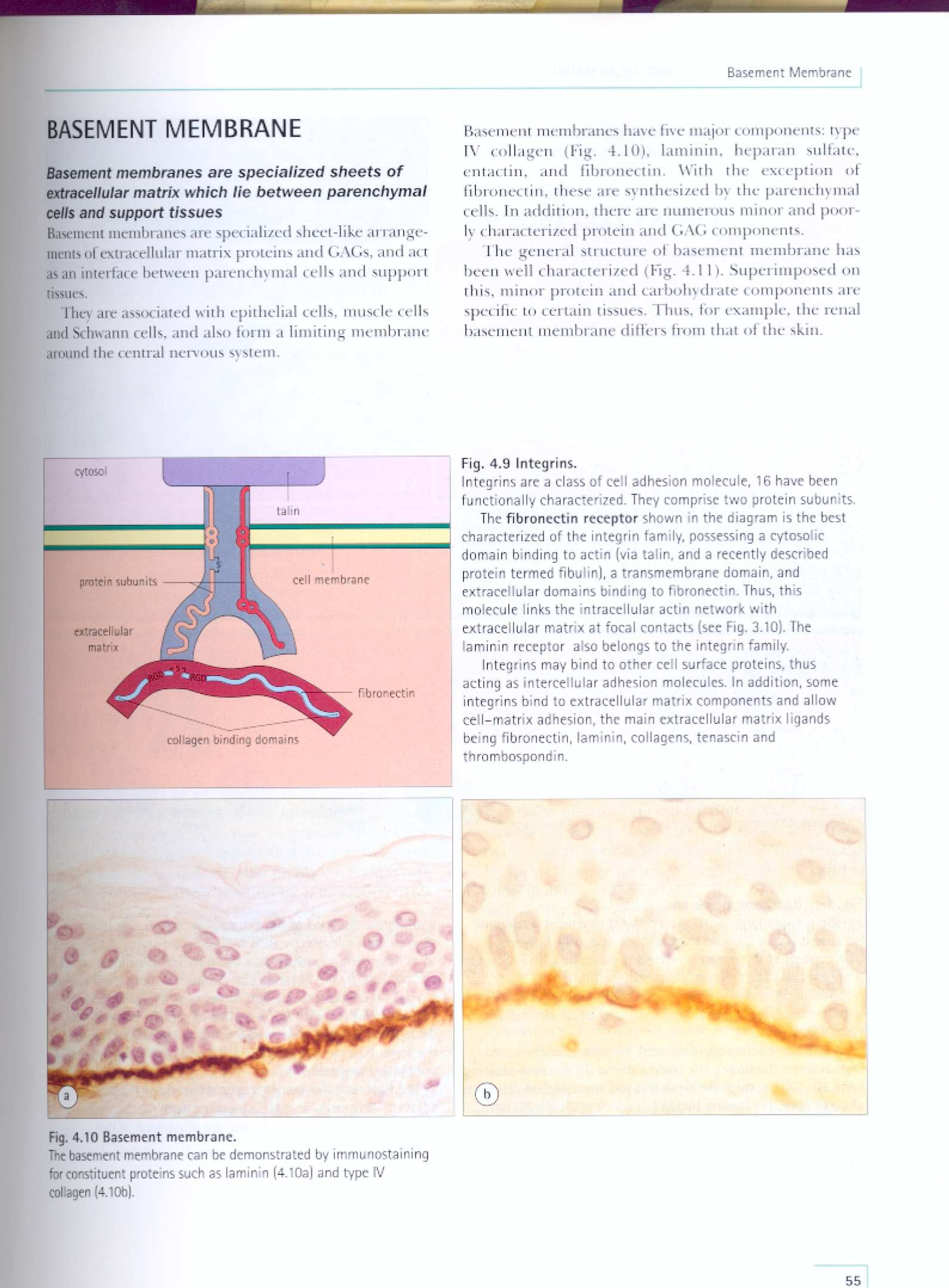Membrana basale: lamina reticolare La lamina reticolare è costituita da collageno che si lega alle fibrille della lamina reticolare.