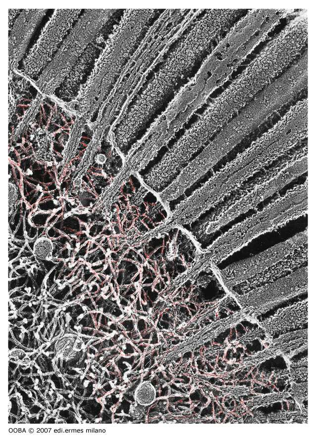 Microvilli Nella porzione apicale della