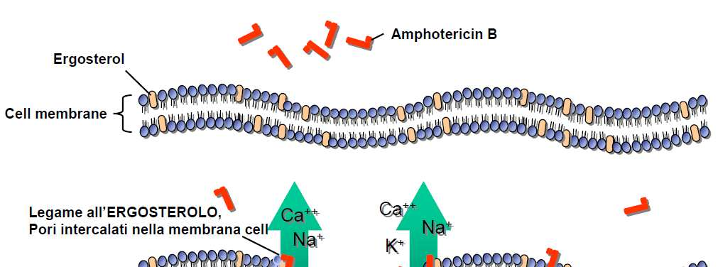 Amfotericina B: meccanismo di azione principale