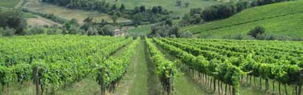 ................ 10,00 Prosecco Fili Superiore.................... 15,00 Prosecco FossMarai Millesimato.