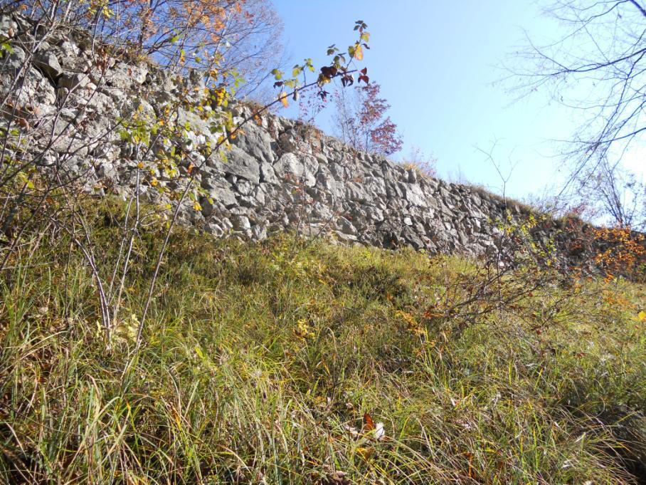 ELEMENTO 1: FATTORE BIOLOGICO: Alberi ed erba.