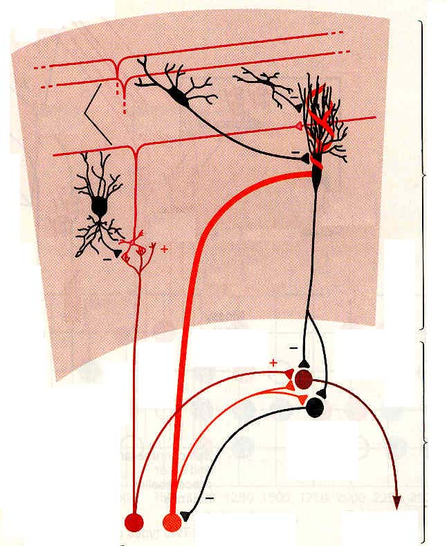 Circuiti inibitori collaterali Cellule stellate e a canestro (strato molecolare). Formano sinapsi inibitorie con le cellule del Purkinje. Afferenze eccitatorie: fibre parallele.