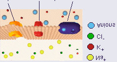 Il potenziale d azione nelle cellule nervose I segnali nervosi si trasm ettono mediante il potenziale d azione rapida variazione del potenziale di m em brana.