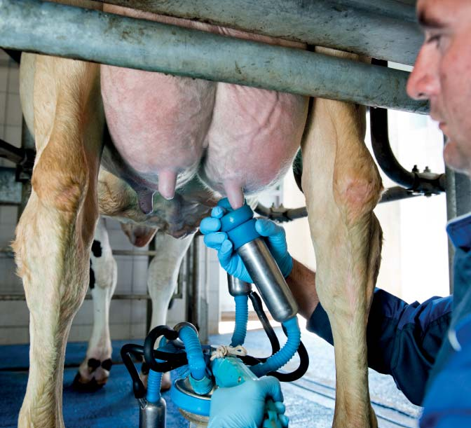 MEL1000 Milkline fornisce dati ufficiali sulla produzione di latte richiesti dalle associazioni di allevatori EVITA L INSORGERE DI MASTITI, SALVAGUARDA LA