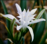 glio marino ; a diretto contatto col mare vive l'endemica Statice salernitana, mentre sulle rupi vivono la Primula di Palinuro, il Garofano delle rupi, la Centaurea, l' Iberide florida, la Campanula