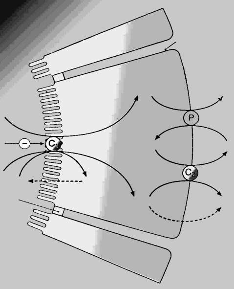 Tratto Ascendente Ansa di Henle 60mV E K 70mV Membrana basolaterale Na + Diuretici dell ansa K + K +