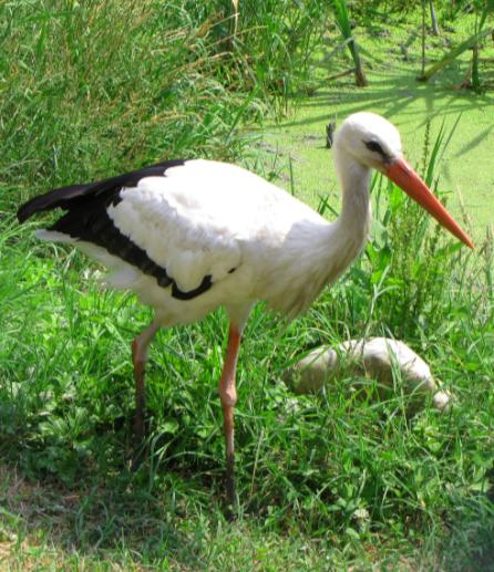 boyciana Swinhoe, 1873, dichiarata specie a sé stante nel 1965 da Vaurie in base ad alcune differenze morfologiche, come le maggiori dimensioni e il becco nero, e comportamentali: a differenza della