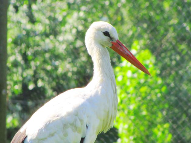 Hanno colore bianco a eccezione delle penne remiganti della coda e delle copritrici alari che sono nere.