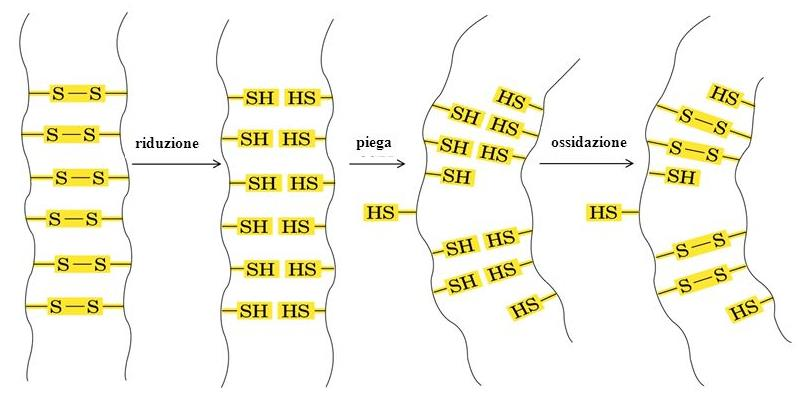 Uniscono parti della stessa proteina o