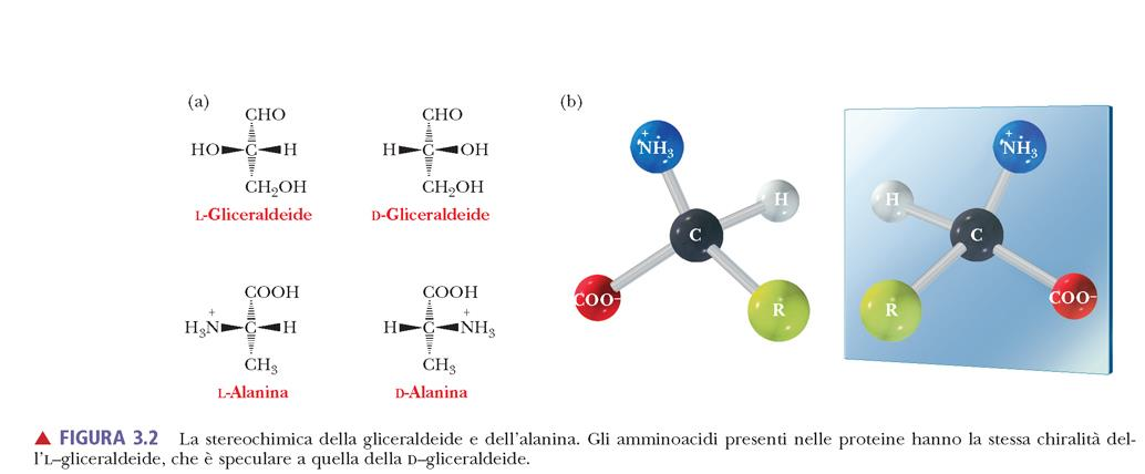 Stereoisomeri: composti con la stessa connessione tra gli atomi, ma con una differente disposizione