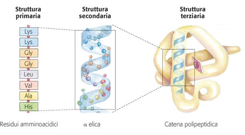 Struttura terziaria delle proteine Definisce la disposizione
