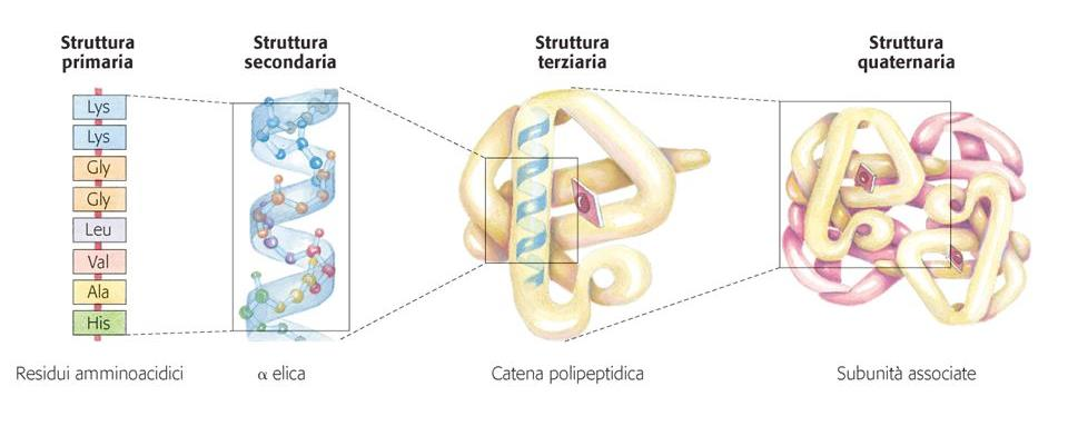 Struttura quaternaria delle