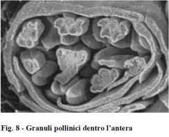 La parete dell antera contiene 4 strati, dall esterno: 1. l epidermide, 2. lo strato medio, Proteggono l antera 3.