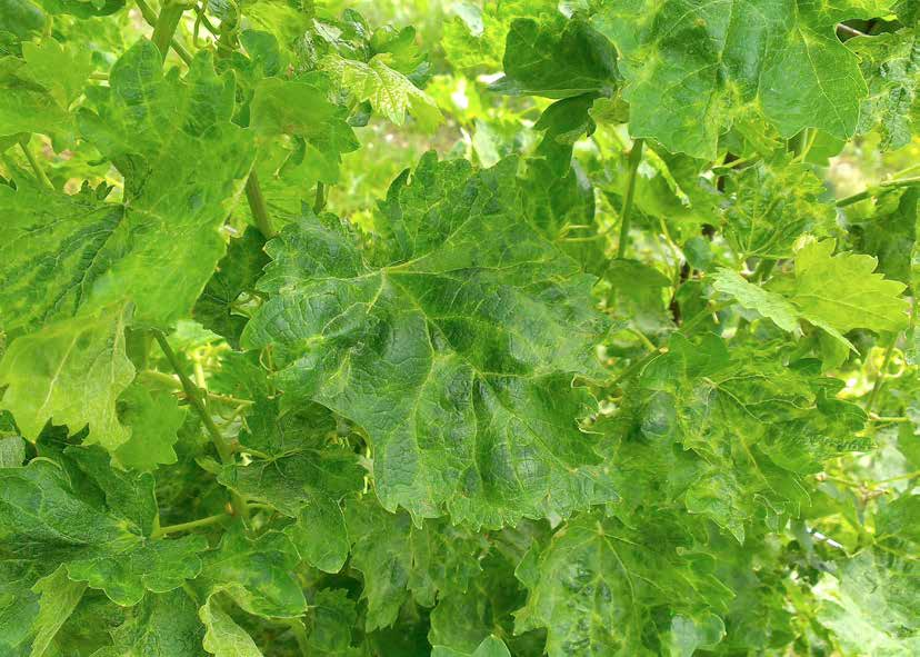 La malattia si esplicita con deformazioni fogliari, scolorimenti nervali e punteggiature delle foglie, che, però, sono anche le manifestazioni tipiche della presenza di tripidi ed acari eriofidi,