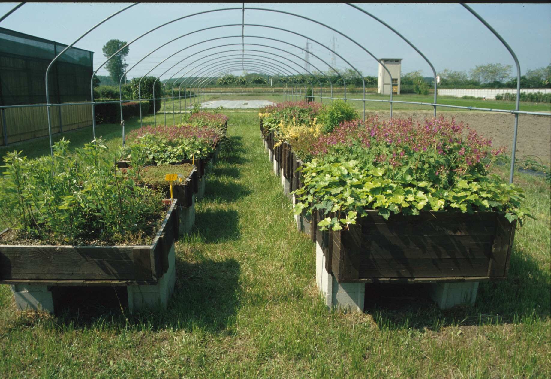 Prove colturali Valutazioni agronomiche