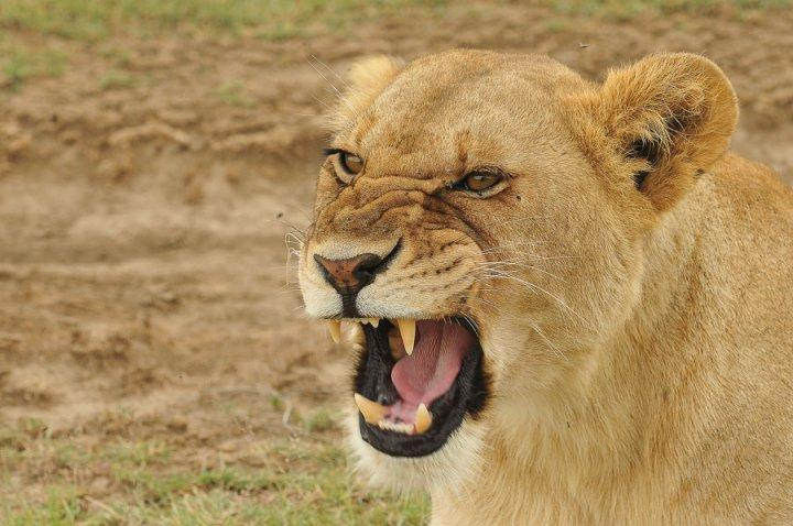 Comunicazione numerica e analogica NUMERICA ANALOGICA Il leone può essere un animale pericoloso