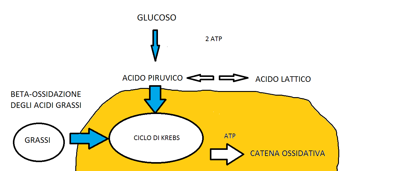 ATP aerobico da