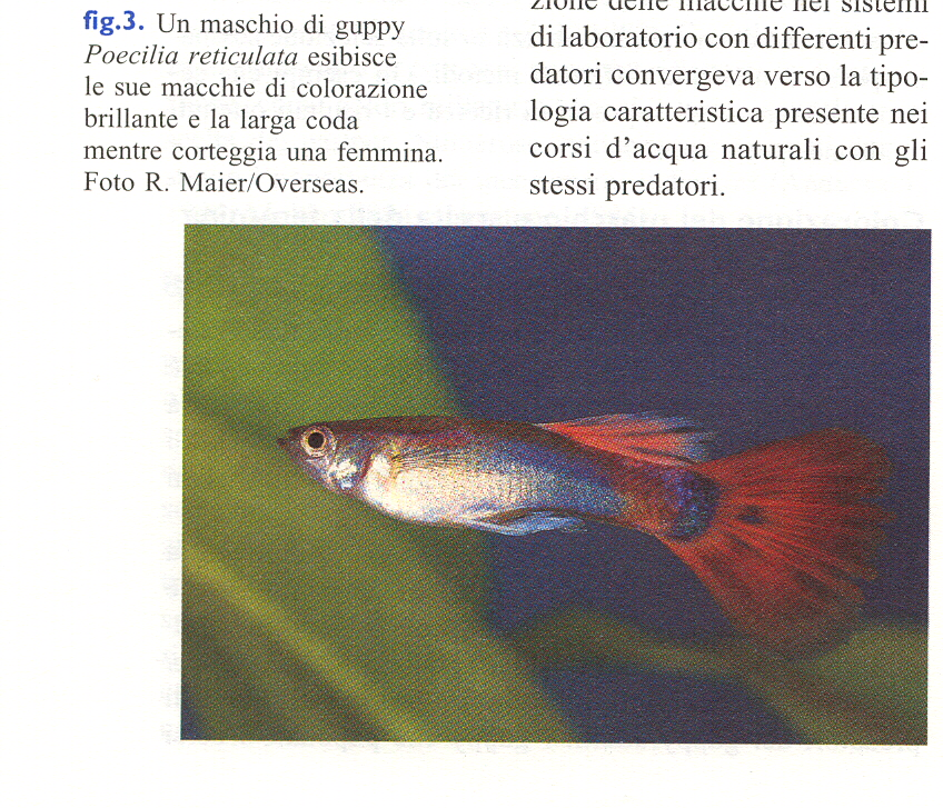 Colorazione del maschio e scelta della femmina nel guppy Un maschio di guppy Poecilia