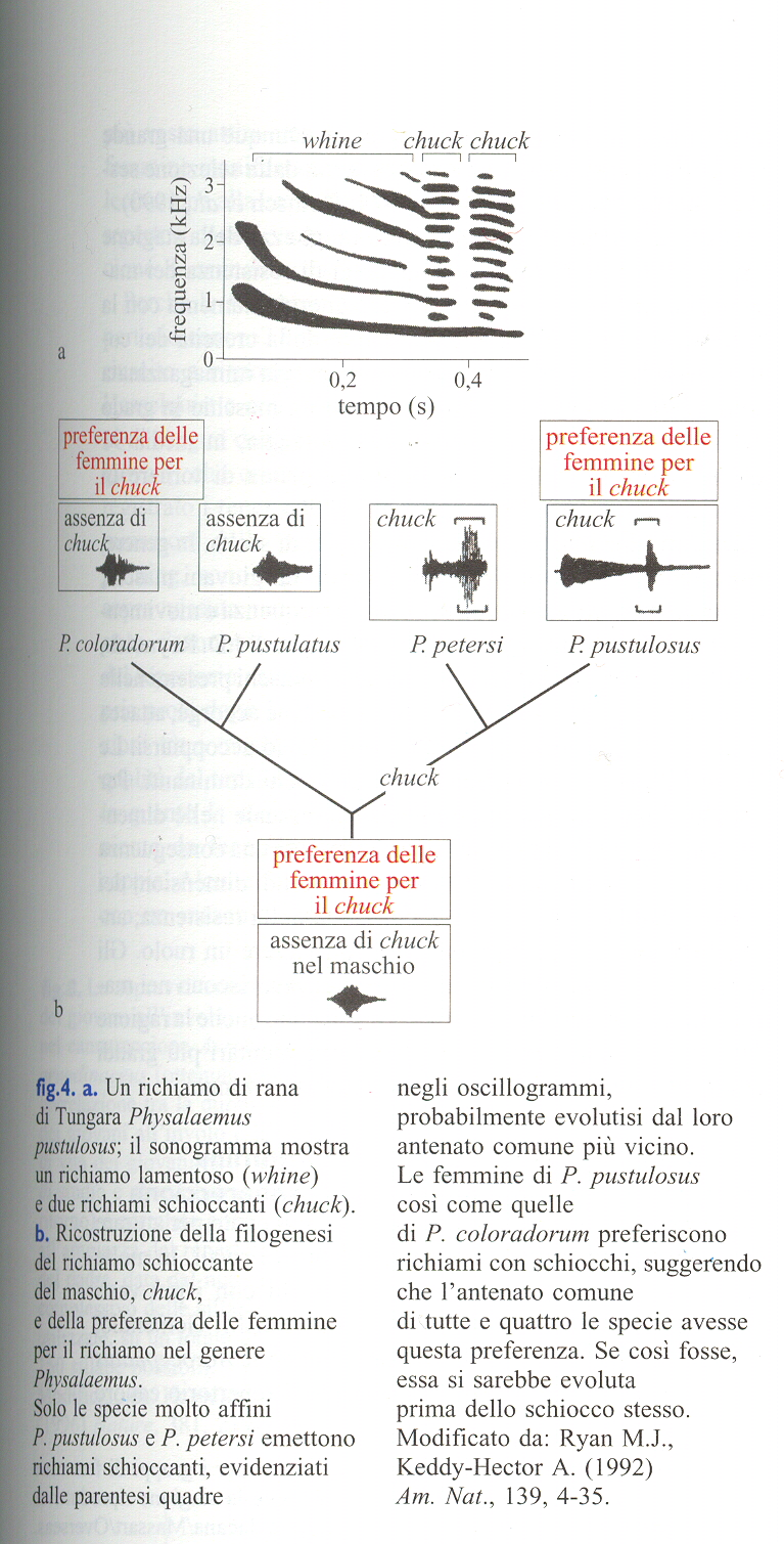 Richiami dimostrativi nella rana di Tungara a) Un richiamo di rana di Tungara Physalaemus pustulosus; il sonogramma mostra un richiamo lamentoso (whine) e due richiami schioccanti (chuck) b)