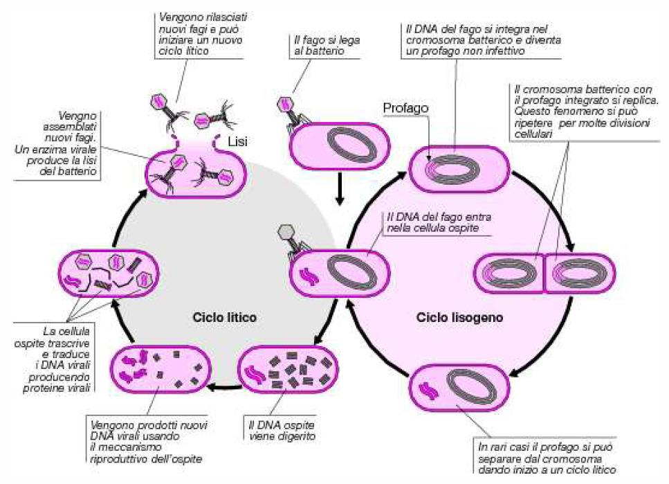 Ciclo lisogenico e ciclo litico del fago λ Il DNA circolare del fago λ viene duplicato in questa fase come plasmidi (replicazione theta).