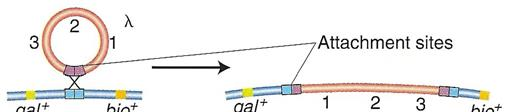 Replicazione del fago λ Quando il fago λ infetta il batterio le estremità coesive si appaiano formando una struttura circolare (il sito cos è sensibile alla temperatura, che le denatura) e i nicks