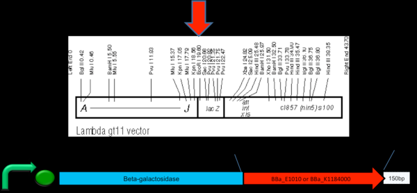 Vettore λ gt11 Contiene il gene per la β-galattosidasi (lacz) Sito di taglio EcoRI, che in