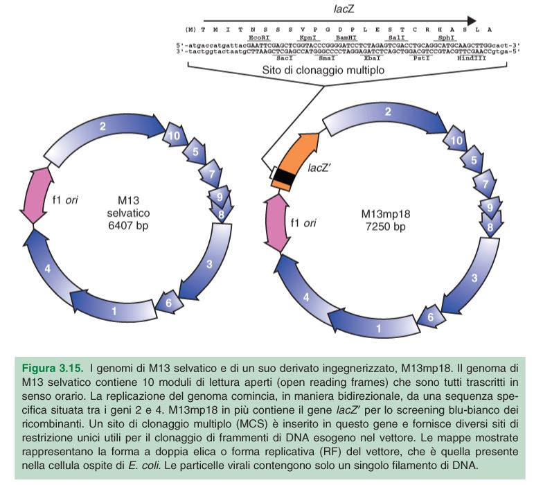 Vettori derivati dal fago λ: batteriofagi filamentosi M13 M13 è costituito da DNA a singolo filamento ed è maschio-specifico perché penetra nella cellula ospite attraverso il pilus.