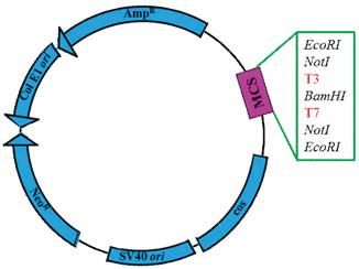 Cosmidi: per il clonaggio di genomi di dimensioni medio-piccole (o singoli geni) (non sufficienti per clonare l intero genoma umano) Vettori di clonaggio creati dall uomo.