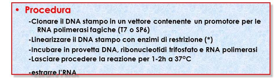 Trascrizione in vitro di RNA T7 promoter Taglio con RE Il T7 promotore Il promotore SP6 Se presenti entrambi, il