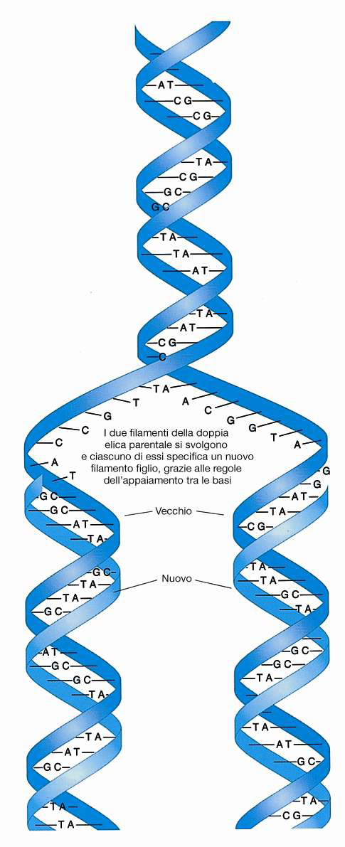 Il DNA ha la capacità di fungere da stampo per replicare se stesso: nella struttura doppia e complementare dell elica è contenuto il meccanismo che consente la sua duplicazione.