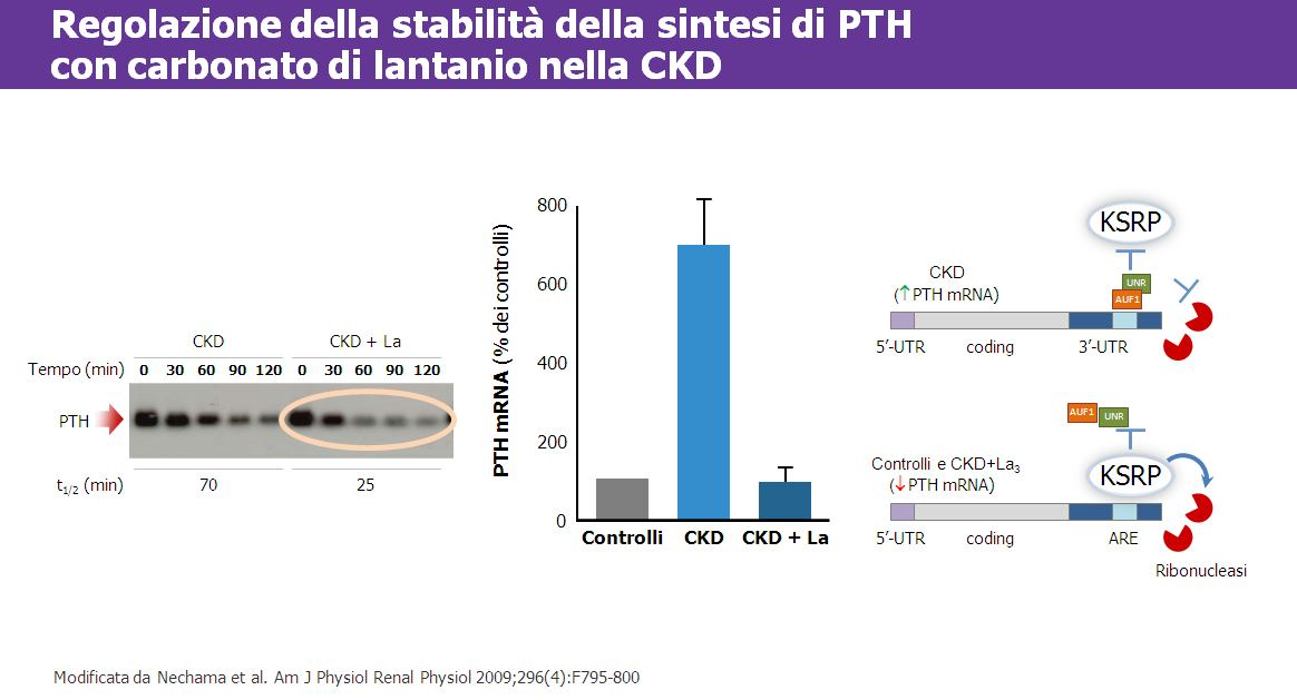 In corso di insufficienza renale cronica si assiste a una downregulation della stabilità del PTH mrna, che può essere regolata dal carbonato di lantanio come chelante del fosforo.