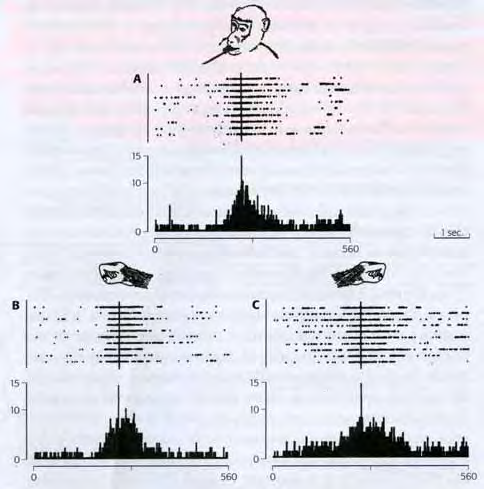 La figura mostra la scarica di un neurone che si attiva sempre per atti motori di afferramento a prescindere dall effettore che esegue effettivamente il movimento (In A la scimmia afferra con la