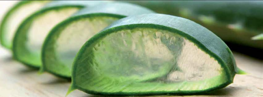 ALOE VERA L'Aloe Vera Forever viene coltivata presso le nostre piantagioni nella Repubblica Dominicana ed in Texas.