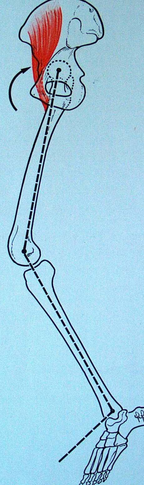 Contrazione combinata: Contrazione concentrica ed eccentrica associate Le articolazioni dell arto inferiore presentano sul piano sagittale angoli di movimento