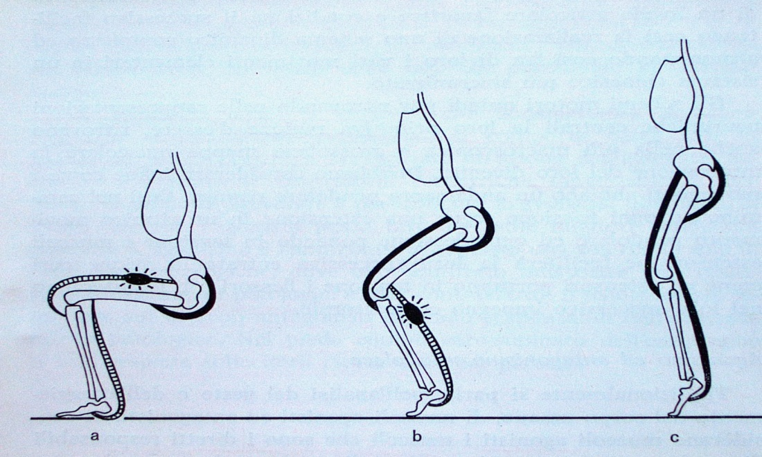 Azione dei muscoli bi e pluriarticolari Muscolo monoarticolare o intrinseco di una articolazione: il m.