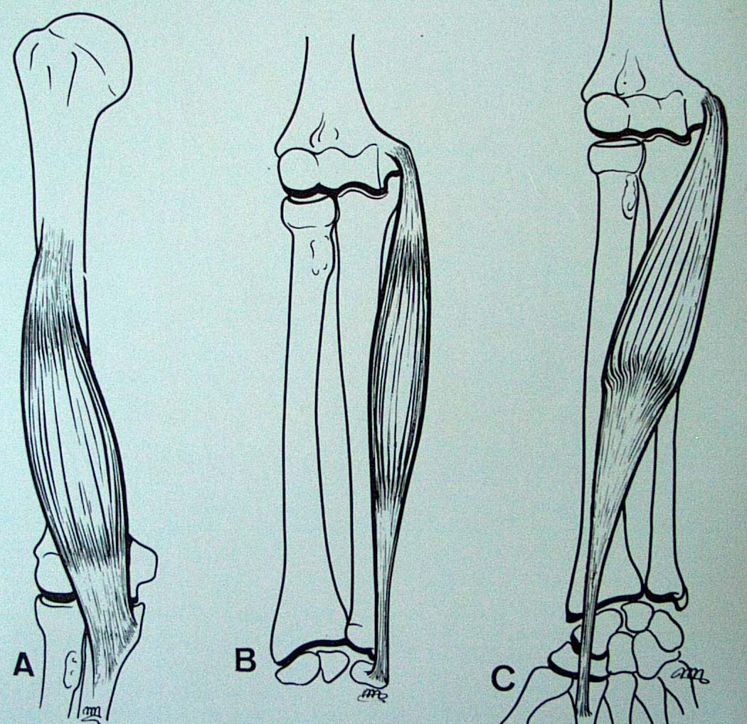 Muscoli mono e poliarticolari Muscoli di diversa lunghezza attraversano un solo fulcro articolare