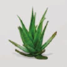 trattamento Aloe Durum.