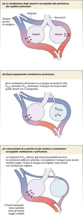 Fisiologia della respirazione 1.