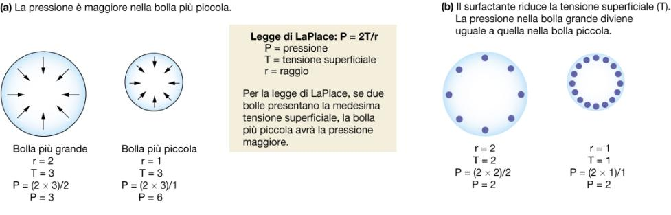 Costo energetico della respirazione 3-5% del dispendio energetico dell organismo è utilizzato per la respirazione a riposo (detta respiro tranquillo) Fattori che