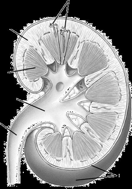 Fisiologia dell apparato urinario Funzioni del Rene Nefroni Corticale Midollare Pelvi renale Uretere Capsula Escrezione prodotti di scarto del metabolismo