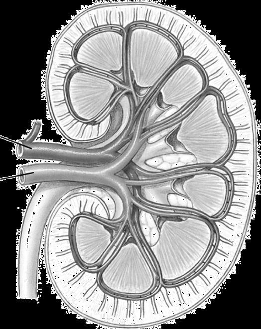 Arteria Renale Arteria arcuata Arteriole