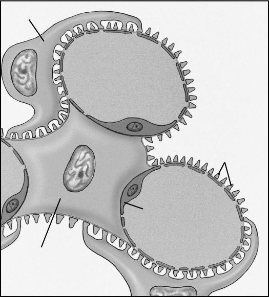 Podocitia Capillare Capsula di Bowman Pedicelli Cellula mesangio Endotelio capillare La formazione dell urina inizia con la filtrazione di grandi quantità di liquido dai capillari glomerulari alla